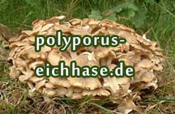 Polyporus Eichhase